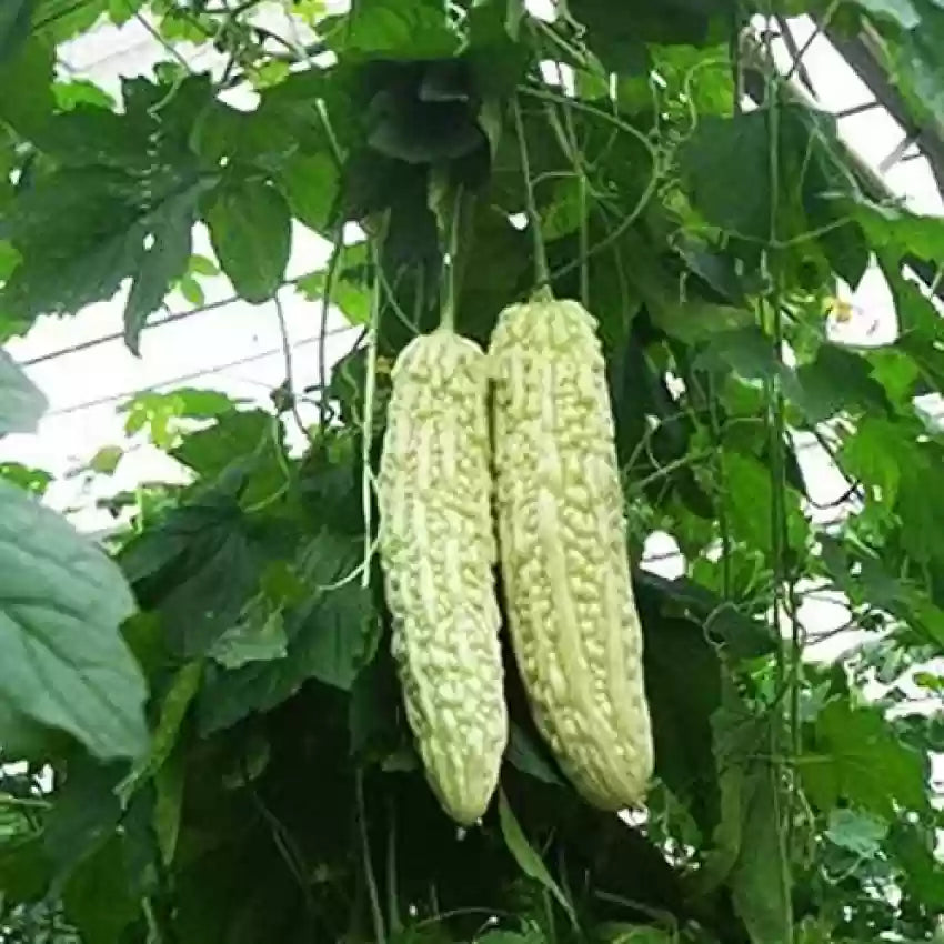 Green Dragon bitter Seeds hot vegetable Seeds
