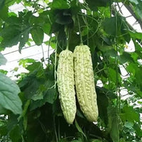 Green Dragon bitter Seeds hot vegetable Seeds