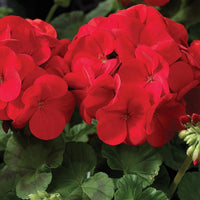 Heirloom Non-GMO Maverick Scarlet Flower Seeds for Planting – Bold Red Ornamental Garden Blooms