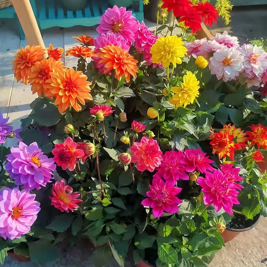 Dahlia- Dwarf Double Opera Mix