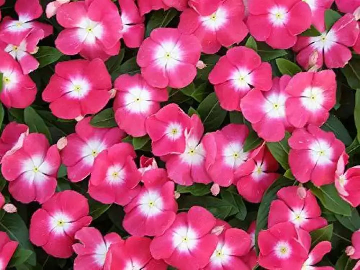Heirloom Non-GMO Vinca Victory Flower Seeds for Planting – Hardy Blooming Ground Cover for Sunny Gardens