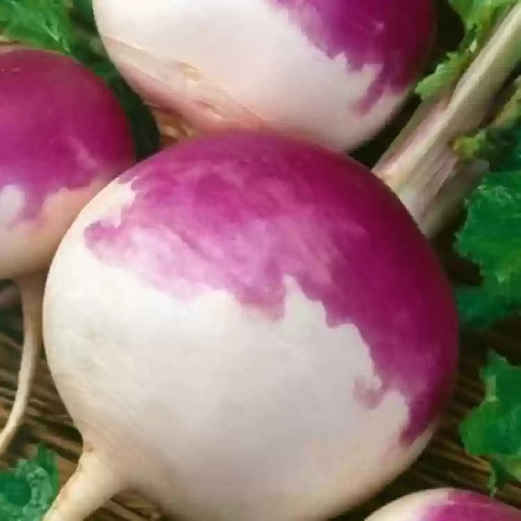 Turnip Imported, Turnip Purple Top Vegetable Seeds