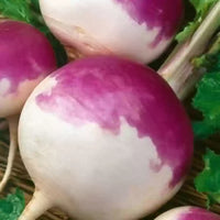 Turnip Imported, Turnip Purple Top Vegetable Seeds