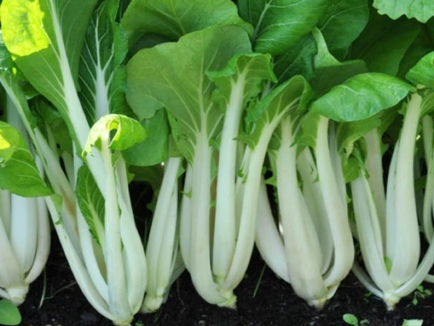 Joi Choi – Bok Choy Seeds