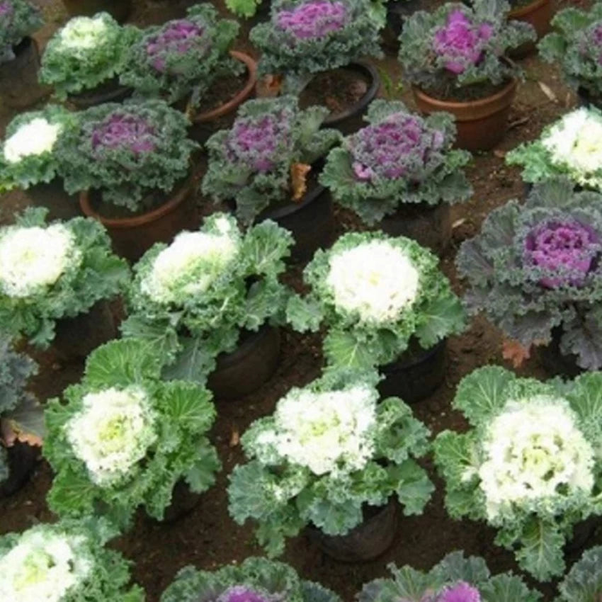 Crane Red – Ornamental Kale Seed