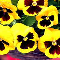 Pansy- Swiss Giants Rhinegold