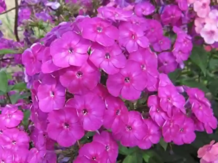 Phlox- Cecily Mixed