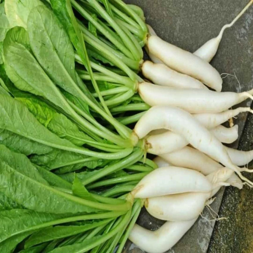 Radish Palak Patte Wali Vegetable Seeds