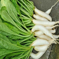 Radish Palak Patte Wali Vegetable Seeds