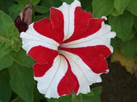 Petunia- Red and White Star