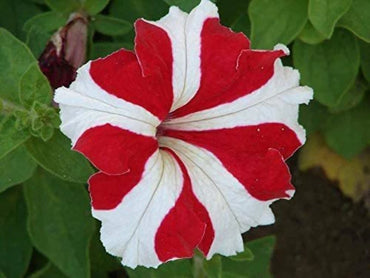 Petunia- Red and White Star