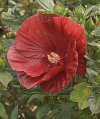 Cranberry Hibiscus Flower Seeds – Heirloom, Non-GMO Flower Seeds for Planting