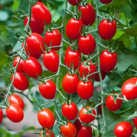 New Girl – Organic Tomato Seed