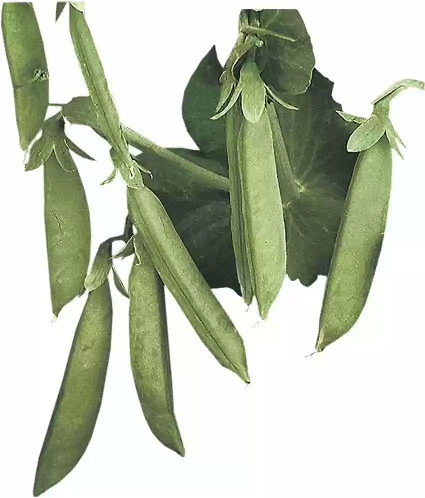 Sugar Lace II – Pea Seed