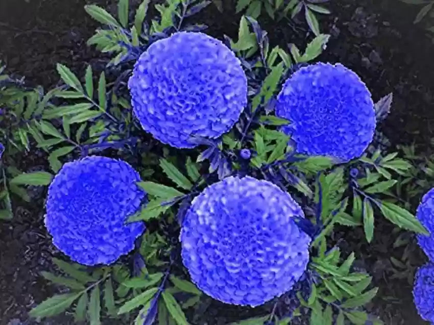 Marigold Flower Seeds 100 pc for Planting 100 - Flower for planting in home garden