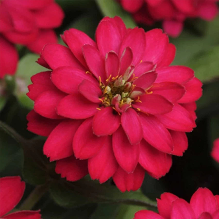 Double Zahara Cherry – Zinnia Seed