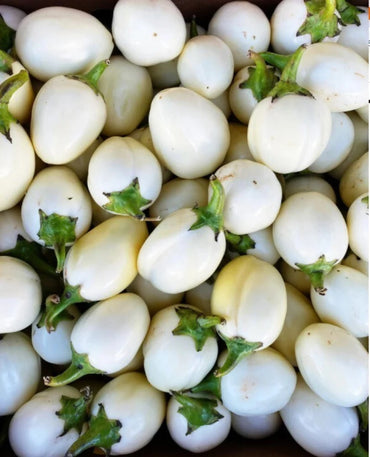 Paloma – Eggplant Seed