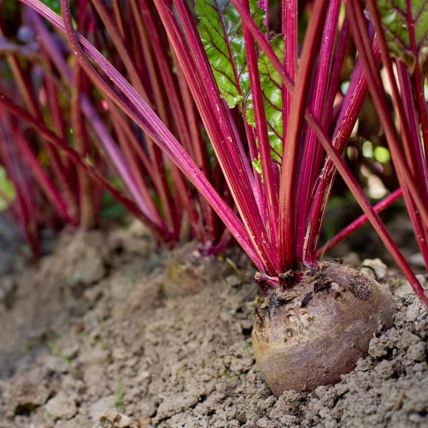 Early Wonder Tall Top – Beet Seed