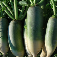 Green Luobo Improved – Radish Seed