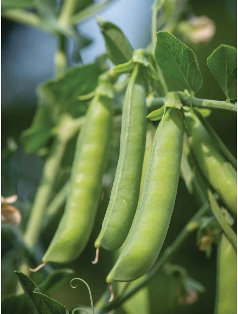 Sweet Pea Seeds,Garden Pea Seeds,Vegetable Seeds