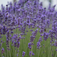 Munstead-Type – Organic Lavender Seed