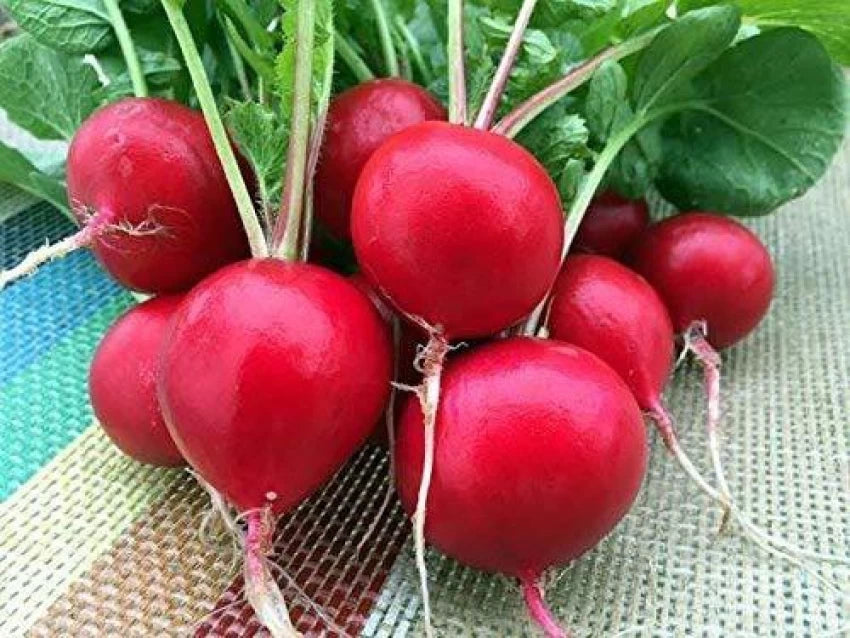 Crunchy King – Radish Seed