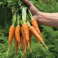 Caracas – Carrot Seed