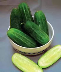 Olympian – Cucumber Seed