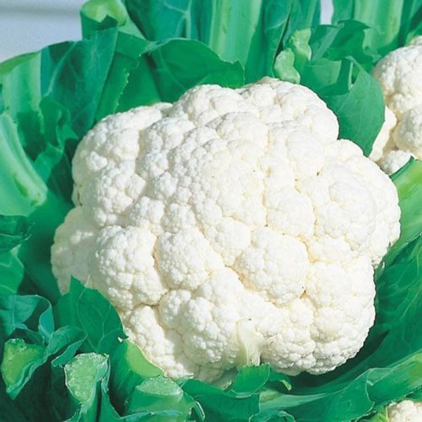 Snow Crown – Cauliflower Seed