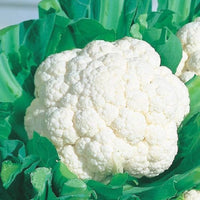 Snow Crown – Cauliflower Seed