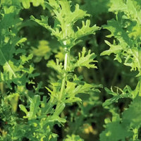 Golden Frills – Organic Mustard Green Seed