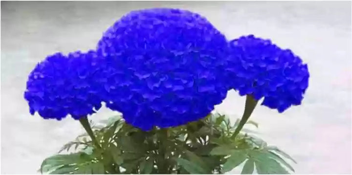 Heirloom Non-GMO Marigold Flower Seeds for Planting – Vibrant Blooms for Garden & Pots