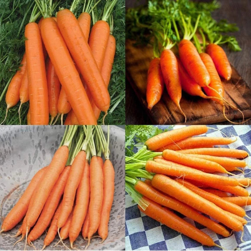 Hercules – Carrot Seed