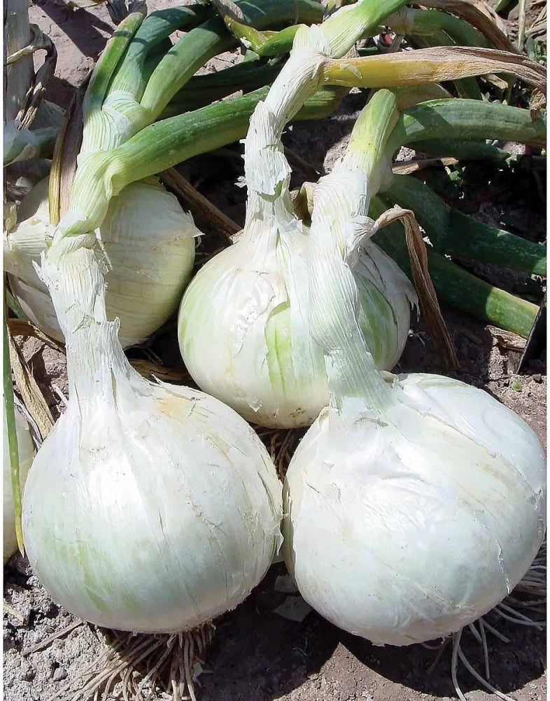 Meryt – Onion Seed