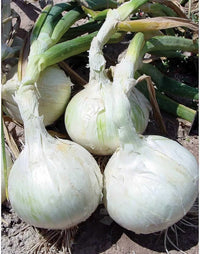 Meryt – Onion Seed