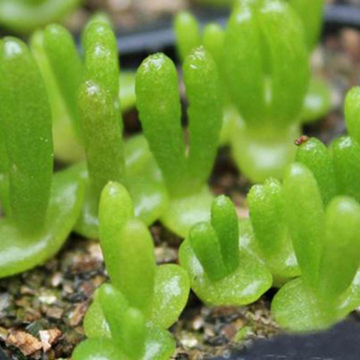 Dicrocaulon Ramulosum Flower Seeds, Heirloom, Non-GMO Seeds for Planting