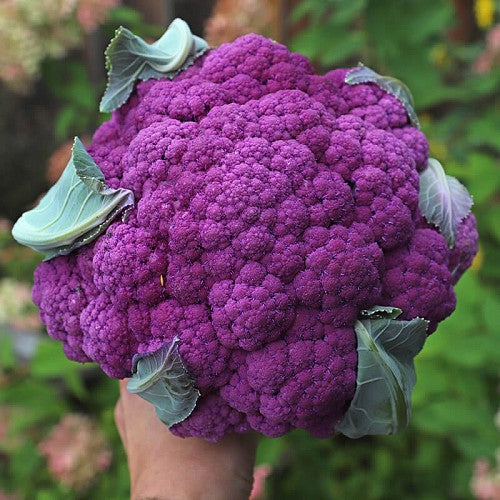 Graffiti Hybrid Cauliflower Seeds