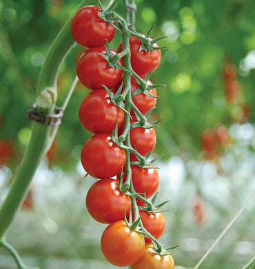 Supersweet 100 – Tomato Seed