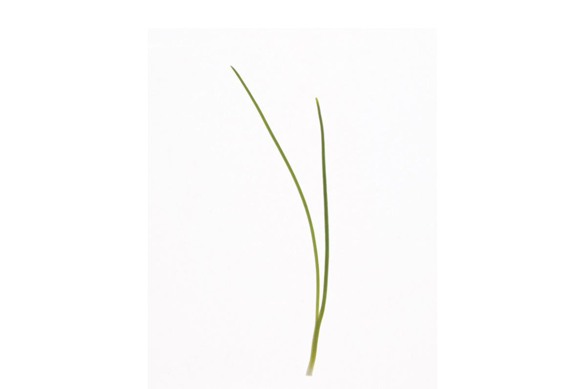 Scallion, Evergreen Hardy White Microgreen