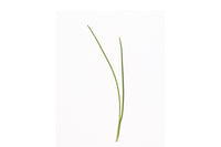 Scallion, Evergreen Hardy White Microgreen