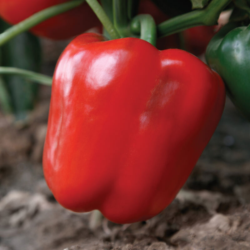 Nitro – Organic Bell Pepper Seed