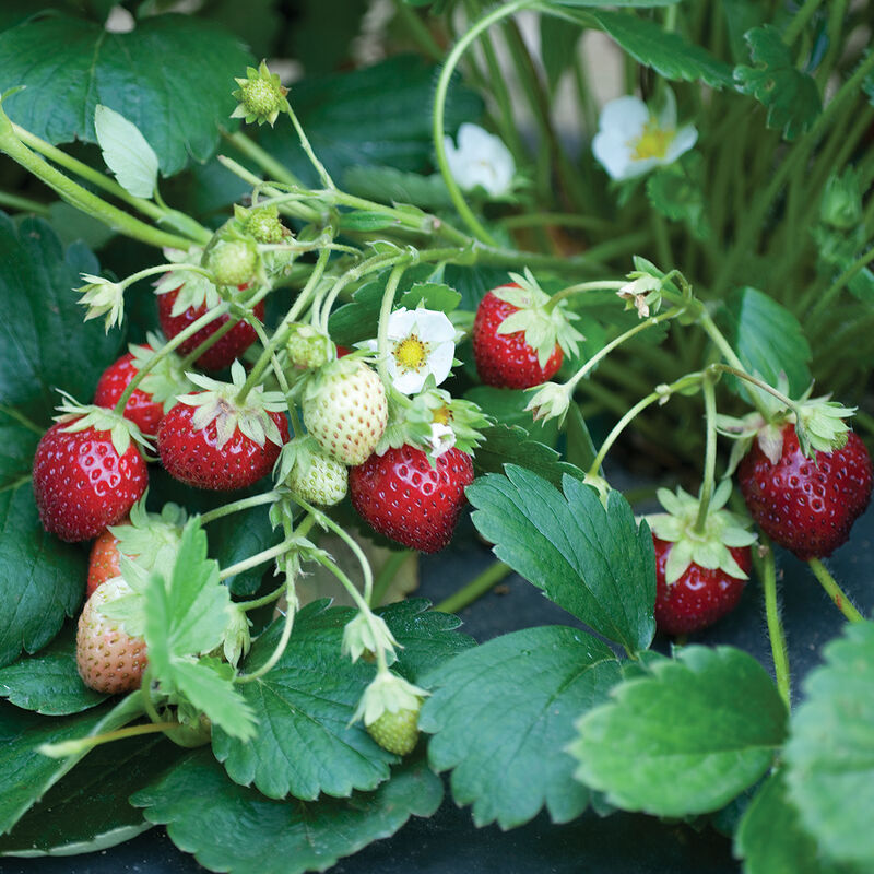 Mara des Bois – Spring-Planted – Strawberry Seeds