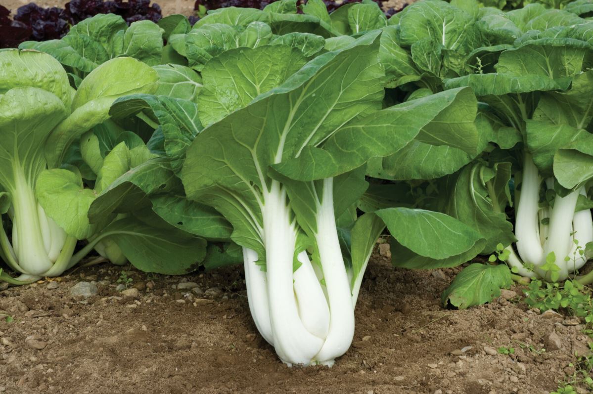 Joi Choi – Bok Choy Seeds