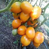Citrine – Organic Tomato Seed