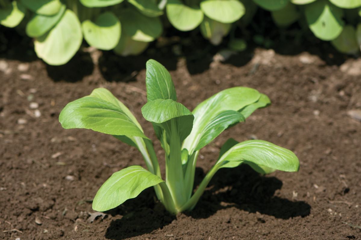 Mei Qing Choi – Bok Choy Seeds