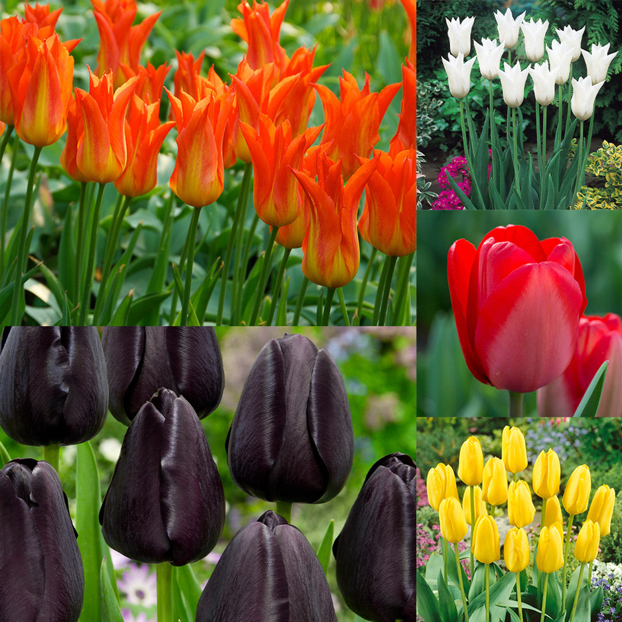 Garden Pillar Tulip Collection Seeds