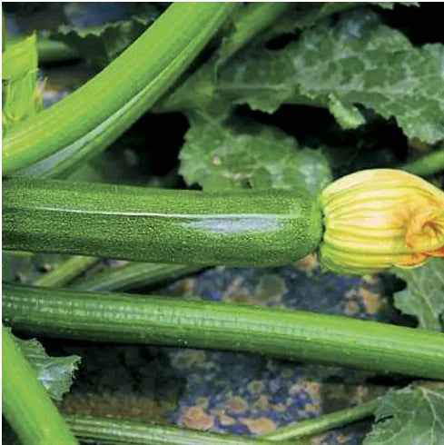 Partenon – Organic Zucchini Seeds