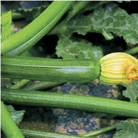 Partenon – Organic Zucchini Seeds
