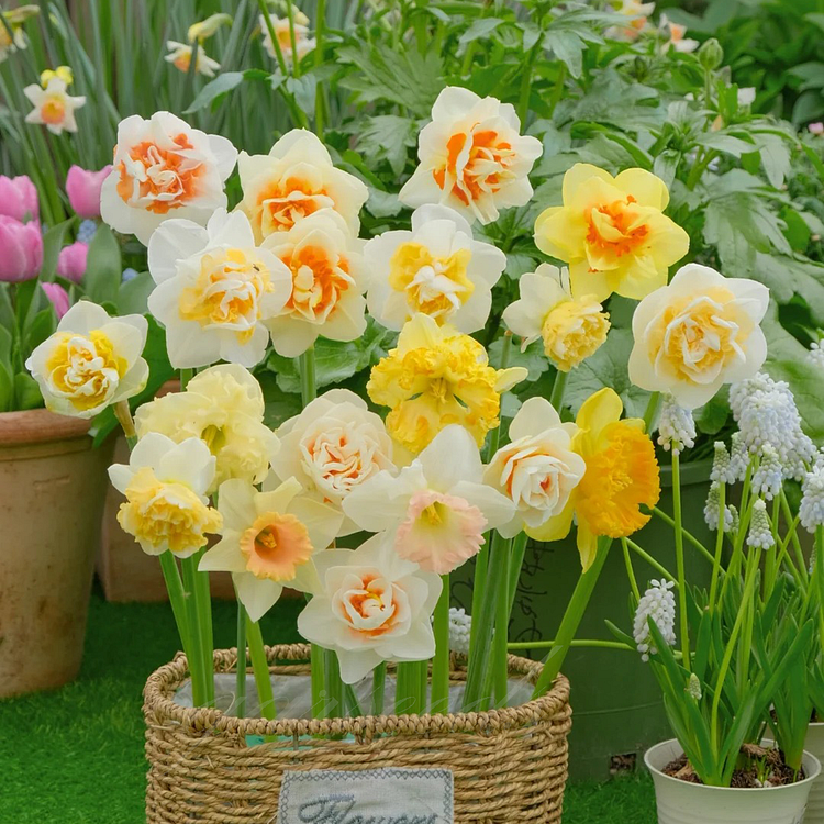 Narcissus - Daffodil Bulbs
