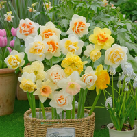 Narcissus - Daffodil Bulbs